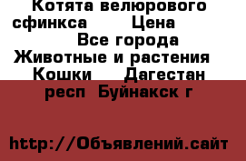 Котята велюрового сфинкса. .. › Цена ­ 15 000 - Все города Животные и растения » Кошки   . Дагестан респ.,Буйнакск г.